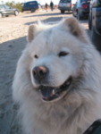 I love this chow!
